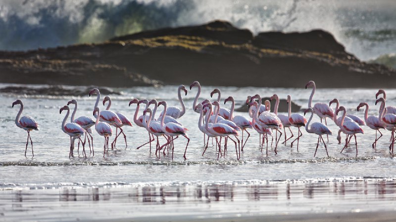 大红鹳，吕德里茨，纳米比亚 (© Karine Aigner/TANDEM Stills + Motion)via Bing每日壁纸