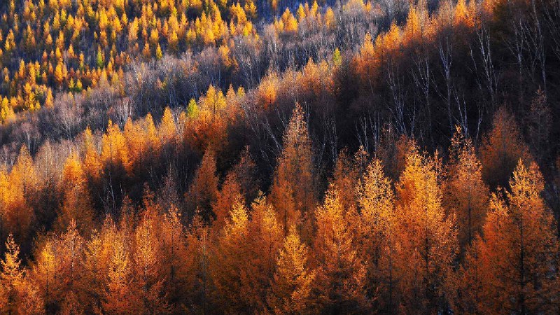 金色的松树，坝上草原，中国 (© MelindaChan/Getty Images)source