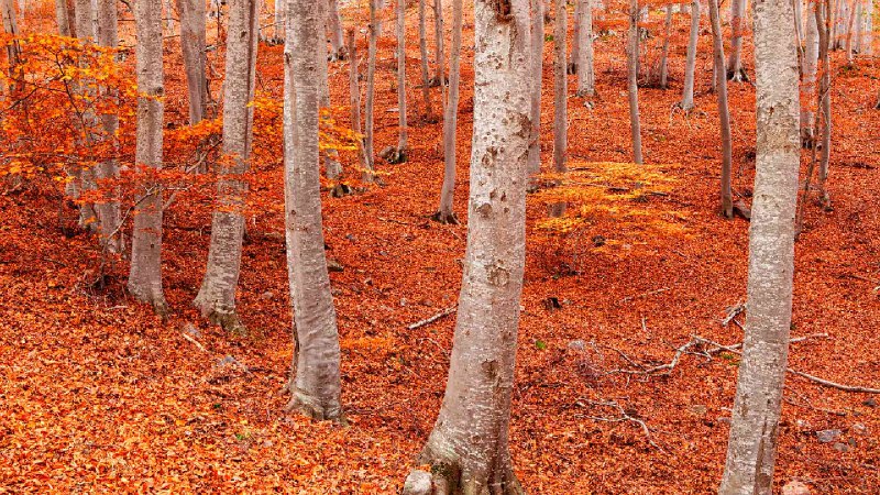 佩尼亚罗亚山毛榉森林, 蒙卡约自然公园, 萨拉戈萨, 阿拉贡, 西班牙 (© David Santiago Garcia/DEEPOL by plainpicture)via Bing每日壁纸