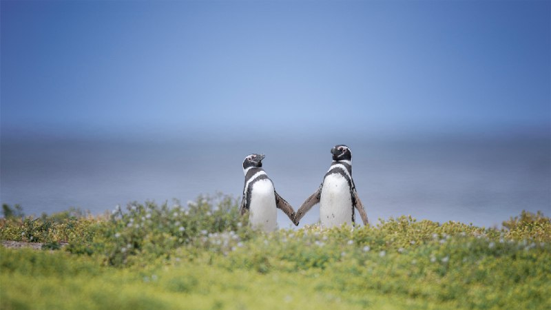 两只麦哲伦企鹅，福克兰群岛 (© Vicki Jauron, Babylon and Beyond Photography/Getty Images)source