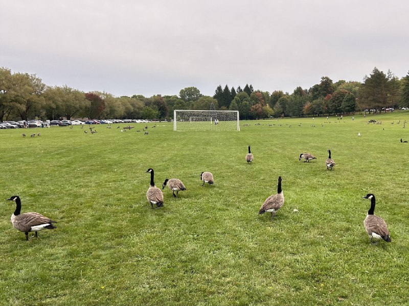 ----------------------请大家看加拿大鹅踢足球..source