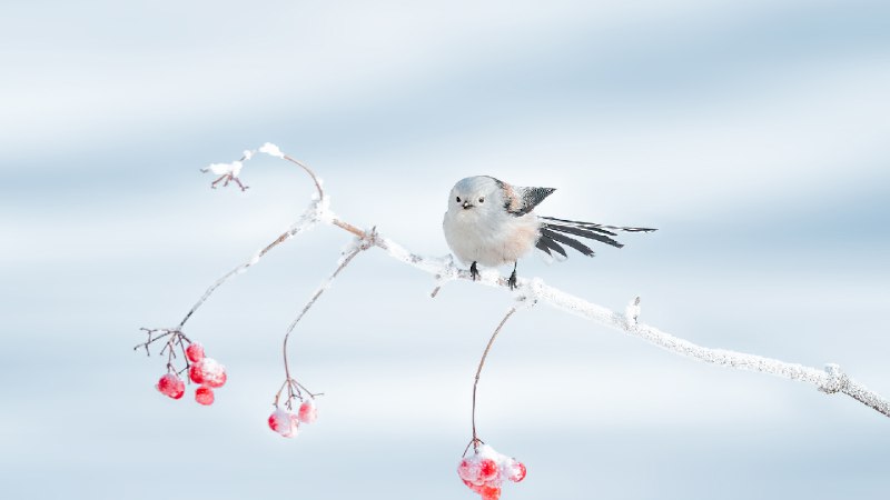 栖息在树枝上的北长尾山雀，大庆市，中国黑龙江省 (© Visual China Group/Getty Images)via Bing每日壁纸