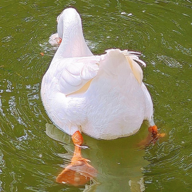 ----------------------拍到一些肥美鸭屁屁 :aru_0180:source----------------------拍到一些肥美鸭屁屁 :aru_0180:source