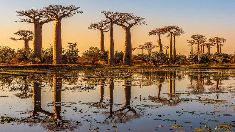 日落时分的猴面包树，猴面包树大道，马达加斯加 (© Framalicious/Shutterstock)via Bing每日壁纸