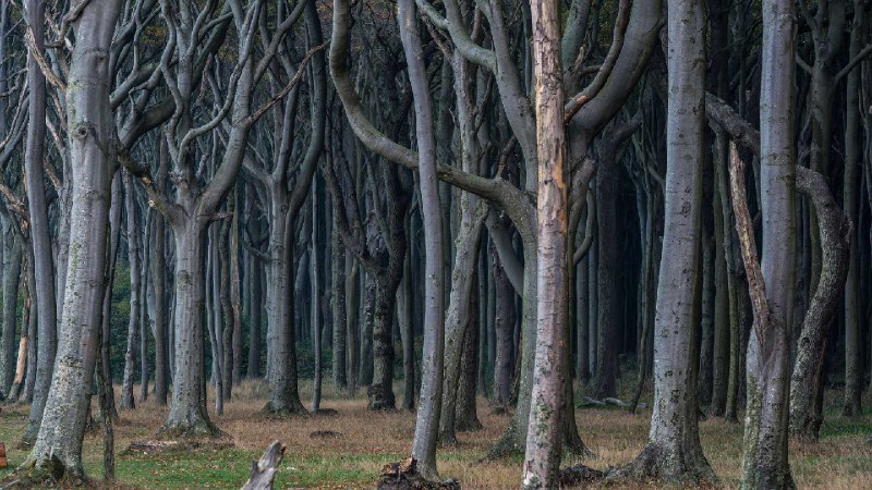 幽灵森林，宁哈根，梅克伦堡-西波美拉尼亚，德国 (© mauritius images GmbH/Alamy Stock Photo)source