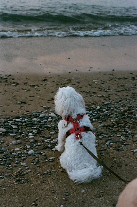 ----------------------Pinery的湖边 :ablobwobroll: 胶片是catslabssource----------------------Pinery的湖边 :ablobwobroll: 胶片是catslabssource