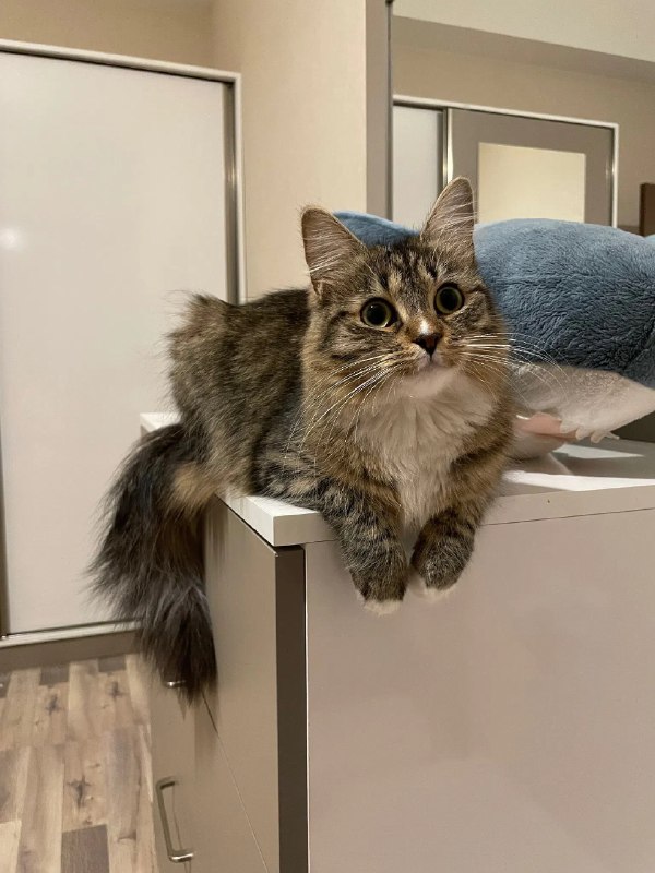 ----------------------​:neocat_floof_happy:​​:neocat_floof_owo:​​:neocat_floof_cute:​source----------------------​:neocat_floof_happy:​​:neocat_floof_owo:​​:neocat_floof_cute:​source