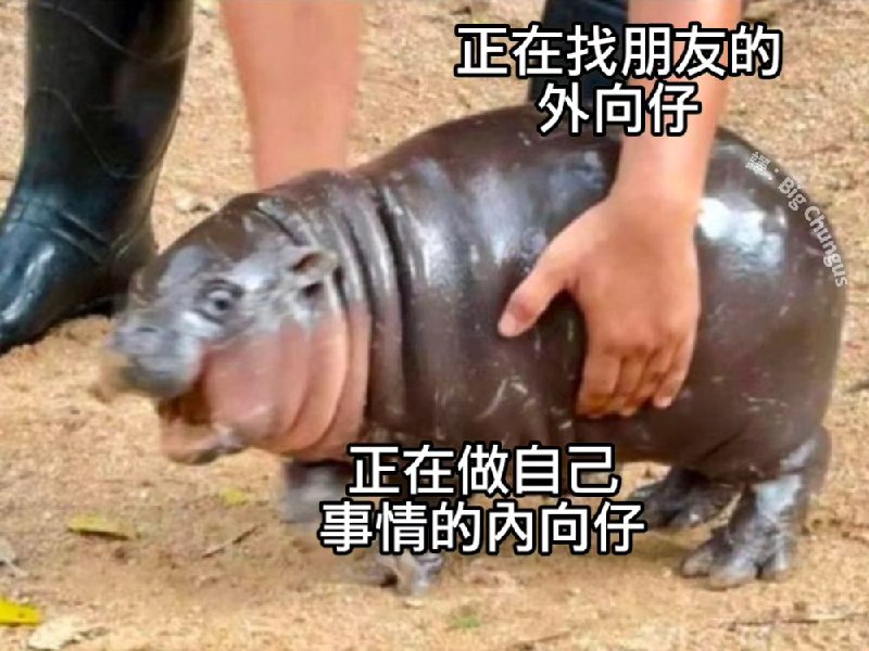 棒无 : 「让我笑出来的咩咩195」🤕🤕🤕#豆瓣动态🤕🤕🤕让我笑出来的咩咩195[空]source