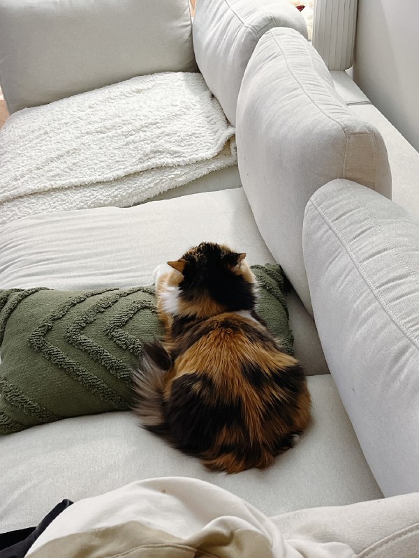 ----------------------一出屋就看到一坨面包舒舒服服地趴在沙发上#猫栗source