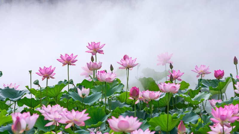 雾中莲花，中国佛山 (© huoguangliang/Getty Images)via Bing每日壁纸