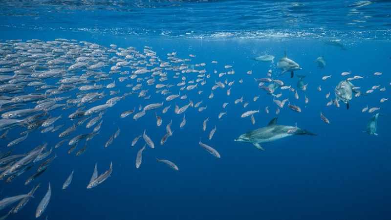 圣玛丽亚岛附近的大西洋细吻海豚，亚速尔群岛，葡萄牙 (© Jordi Chias/Minden Pictures)source