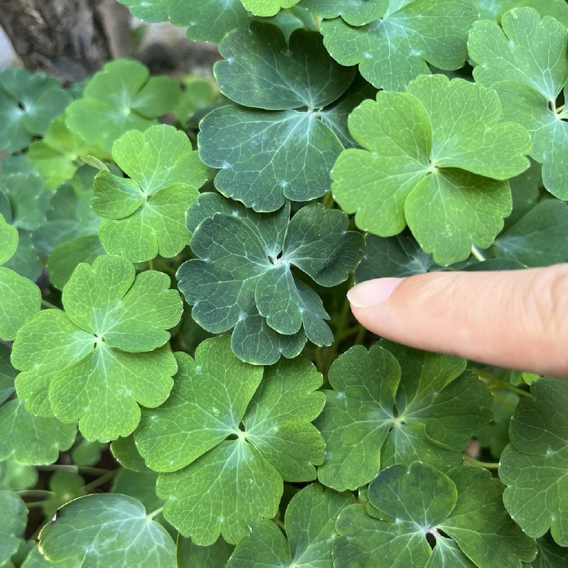 ----------------------今天看到四叶草啦，希望为timeline 的大家带来一点好运（开始搞迷信source