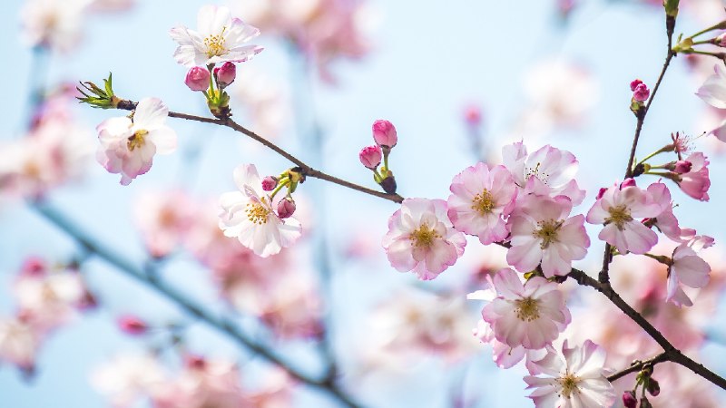 春日樱花，上海，中国 (© junyyeung/Getty Images)via Bing每日壁纸