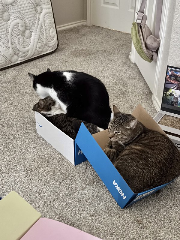 ----------------------我：做人好累，承受不住生活的重压了Meanwhile我的鞋盒：source