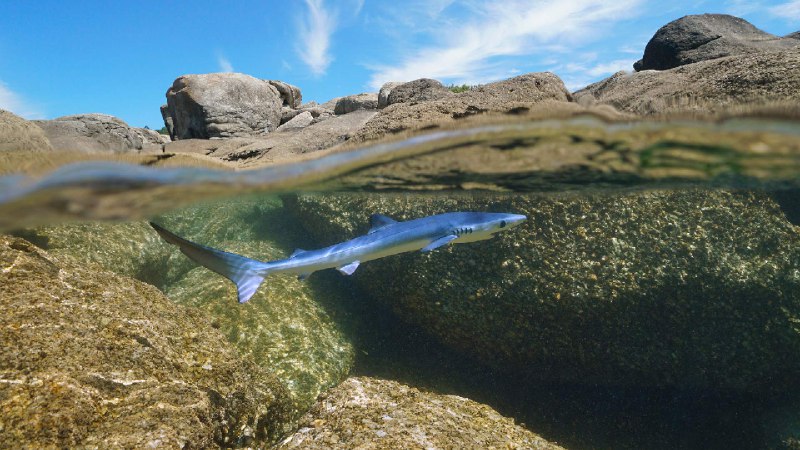 加利西亚海域游弋的幼年大青鲨，西班牙 (© Damocean/Getty Images)via Bing每日壁纸