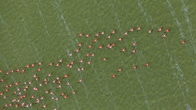 加勒比火烈鸟，尤卡坦半岛，墨西哥 (© Claudio Contreras/NPL/Minden Pictures)source