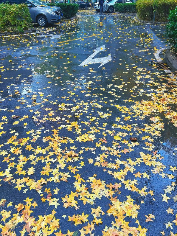 ----------------------好像星星洒在了地上source----------------------好像星星洒在了地上source