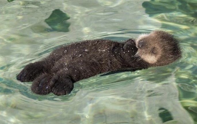 ----------------------没有鲜花的水域，未来还长的奥菲莉亚