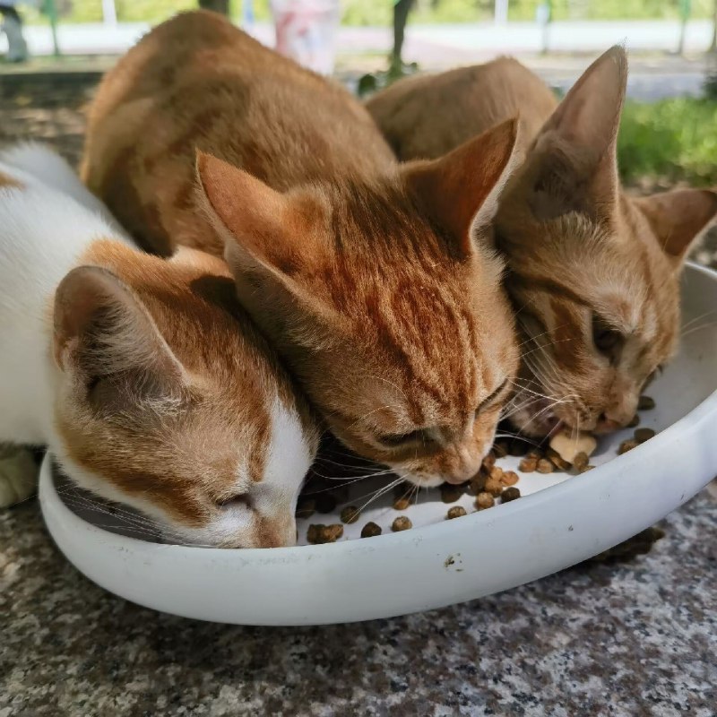 ----------------------地狱三头猫source----------------------地狱三头猫source