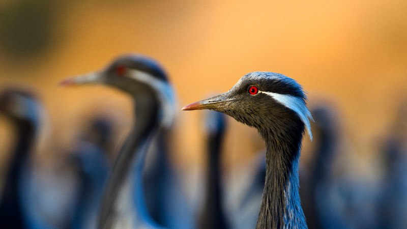 蓑羽鹤, 印度 (© Axel Gomille/Nature Picture Library)via Bing每日壁纸