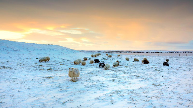 绵羊在雪地里吃草，冰岛 (© Christophe Lehenaff/Getty Images)via Bing每日壁纸