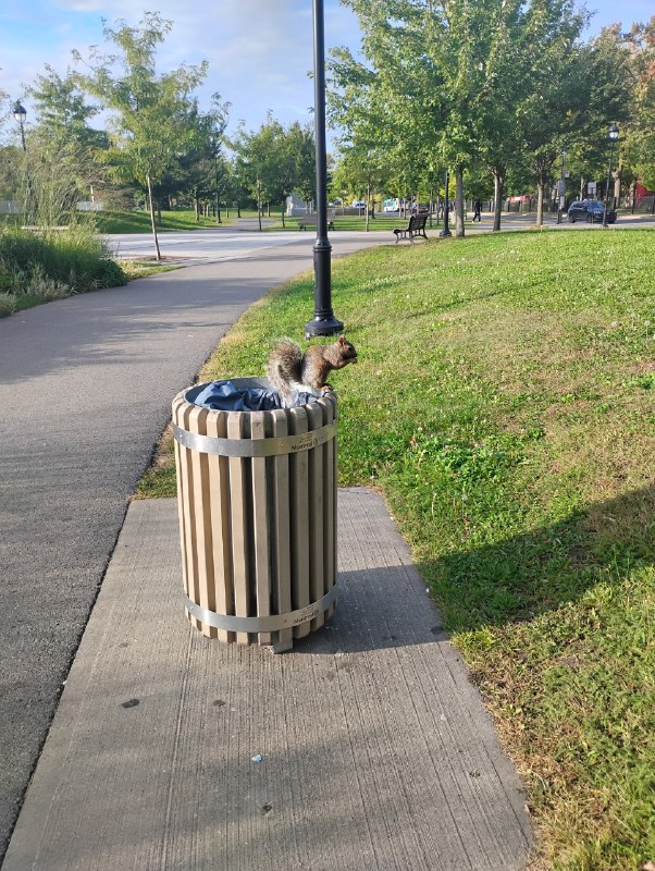 ----------------------当流氓松鼠几好，不用返工蹲在垃圾桶上揾食就得（我：叭的一声哭出来 :blobcatcomfsob:source----------------------当流氓松鼠几好，不用返工蹲在垃圾桶上揾食就得（我：叭的一声哭出来 :blobcatcomfsob:source