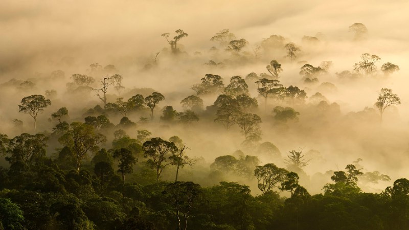 低地雨林上空的薄雾，丹浓谷，沙巴，婆罗洲，马来西亚 (© Nick Garbutt/Alamy)source