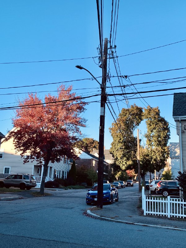 ----------------------右边这棵树因为长到电线上脑门被人劈开了，现在长成甜甜圈啦！🍩source