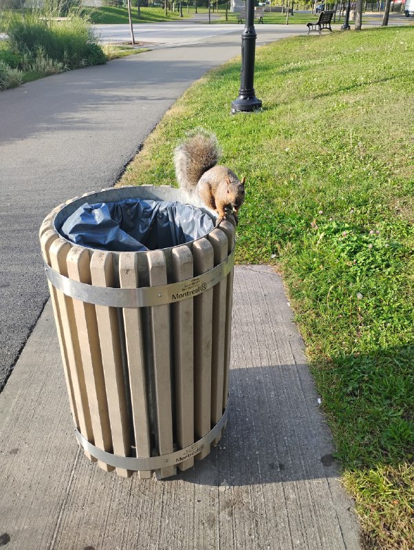 ----------------------当流氓松鼠几好，不用返工蹲在垃圾桶上揾食就得（我：叭的一声哭出来 :blobcatcomfsob:source----------------------当流氓松鼠几好，不用返工蹲在垃圾桶上揾食就得（我：叭的一声哭出来 :blobcatcomfsob:source