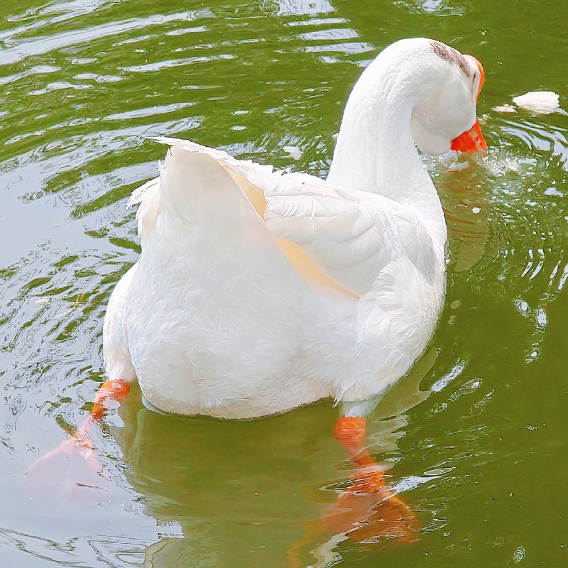 ----------------------拍到一些肥美鸭屁屁 :aru_0180:source----------------------拍到一些肥美鸭屁屁 :aru_0180:source