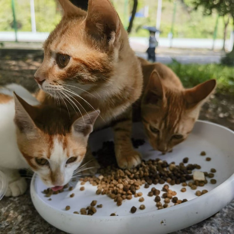 ----------------------地狱三头猫source----------------------地狱三头猫source