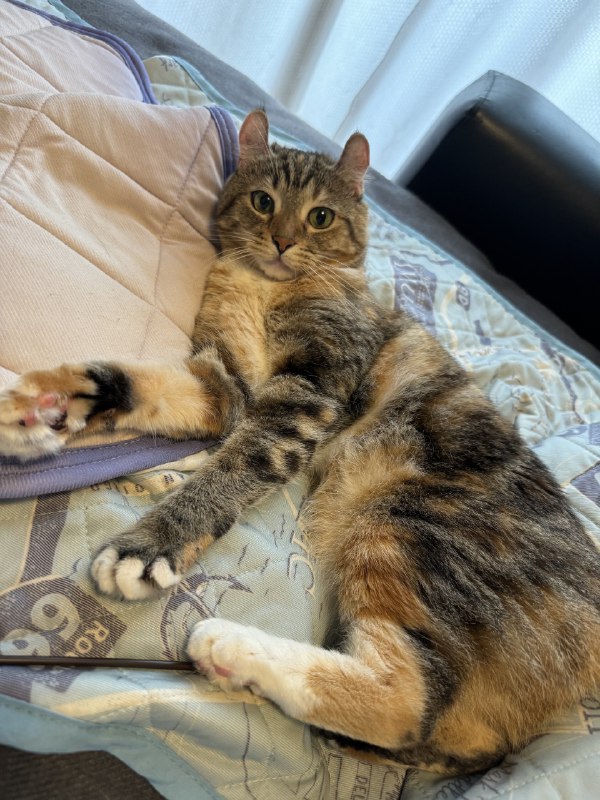 ----------------------三只猫三种肉球source----------------------三只猫三种肉球source